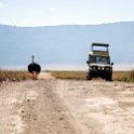 TZA ARU Ngorongoro 2016DEC26 Crater 076 : 2016, 2016 - African Adventures, Africa, Arusha, Crater, Date, December, Eastern, Month, Ngorongoro, Places, Tanzania, Trips, Year